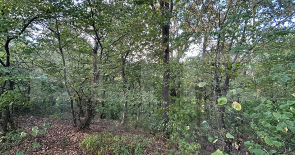Teren cu pădure de v&acirc;nzare &ndash; 1.360 mp, Alba Iulia